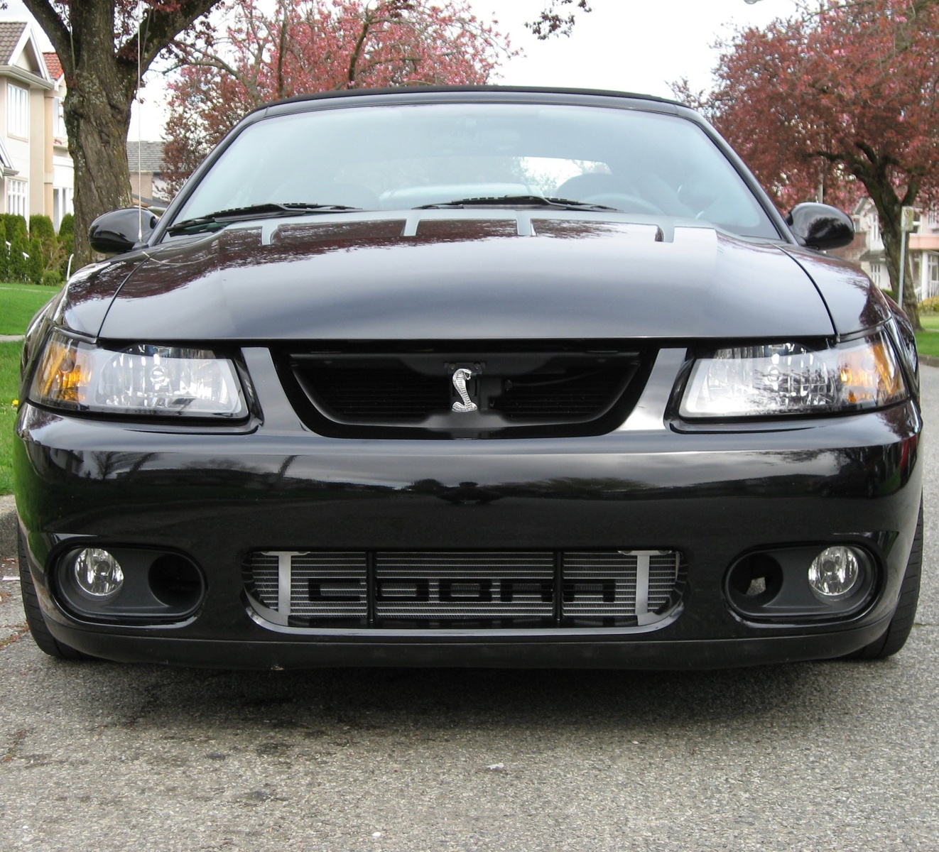 Yo les pas contents 2003_ford_mustang_svt_cobra_2_dr_supercharged_convertible-pic-26397