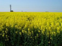 Aceite de canola, incipiente ingrediente alimentario Canola1