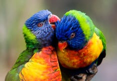 hayvanlar alemi. - Sayfa 3 Two-lorikeet-birds-2293918