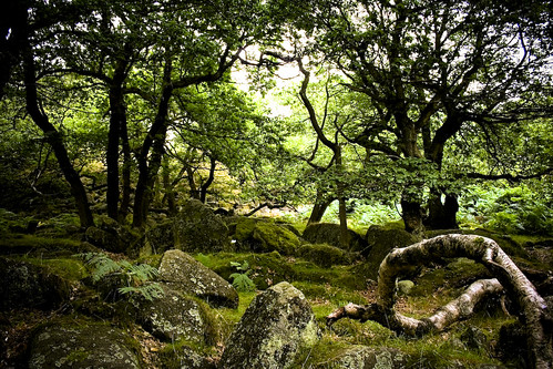 El Bosque entre montañas 277272393_28342c7184