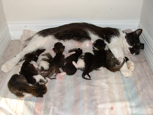 رعاية القطه بعد الولاده
