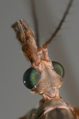 Nepenthes ventricosa - Page 2 47751629_ab3d76f779_m