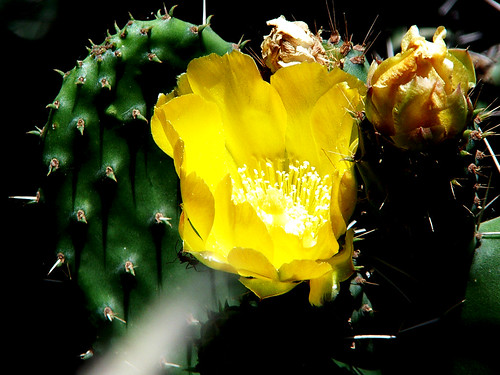 Nos chers Cactus pour "Aqui Tanger" 152081189_c2d56e9091