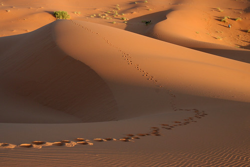 السياحة الصحراوية بالمغرب 282694585_f7d9a9a8bc