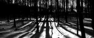 Pensamientos e historia Sombras-en-el-bosque_21330226