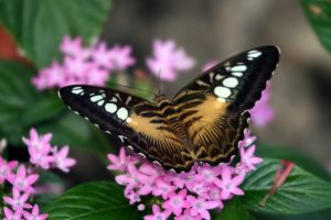 *** LAS MARIPOSAS DEL RINCON DE ENERI *** - Página 6 Black-butterfly-with-brown-and-white-details-on-pink-flowers_2688526