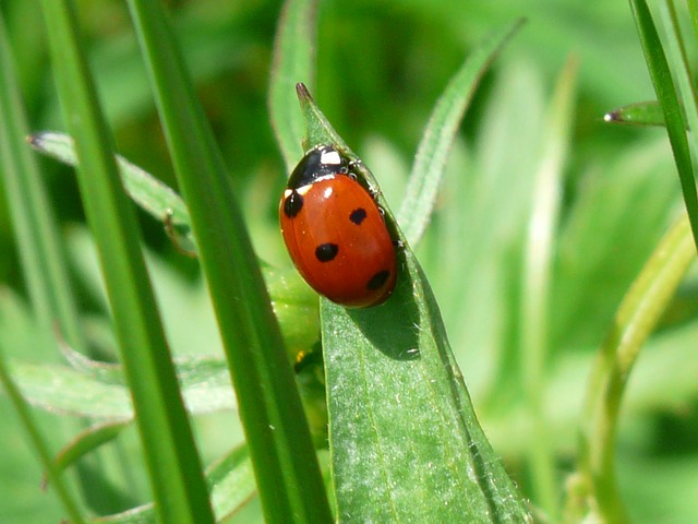 Rêves d'Ours - Page 10 Scarabee-coccinelle-porte-bonheur-chance-points-de-charme_121-54311