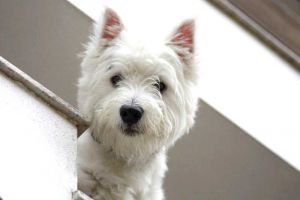 Un de plus parmi vous Westie_21231190