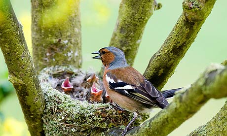 O Tentilhâo Ancestral  Male-Chaffinch-Fringilla--001