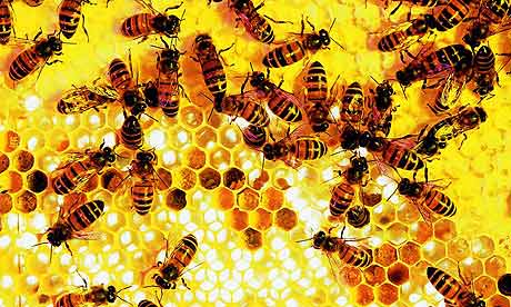 Les abeilles seraient-elles mathematiciennes? Honeycomb-reso-rex460
