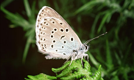 كولكشن فراش :)  	 Large-blue-butterfly-006