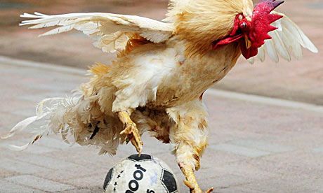 Mientras tanto en el cumpleaños A-cockerel-playing-footba-007