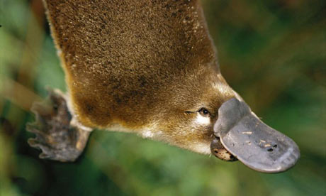 Čudnovati kljunaš Platypus460x276