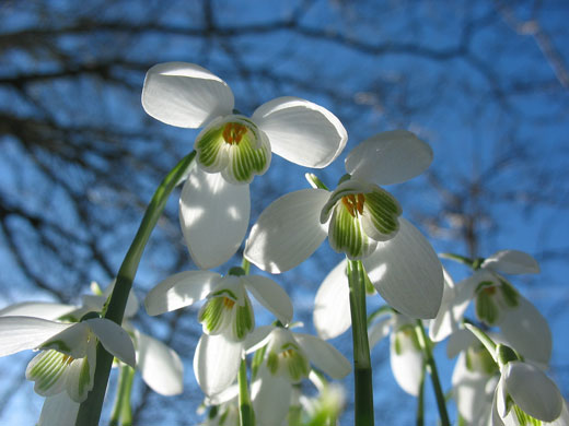    ,    - Page 7 Signs-of-Spring-Snowdrops-013