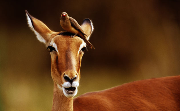 Imgenes bellas Cul te gusta ms? Masai-Mara-Kenya-Impala-001