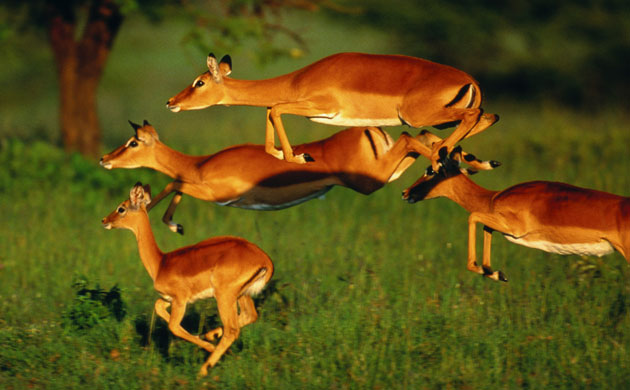 كينيا الساحرة أرض الأدغال Masai-Mara-Kenya-Impala-007