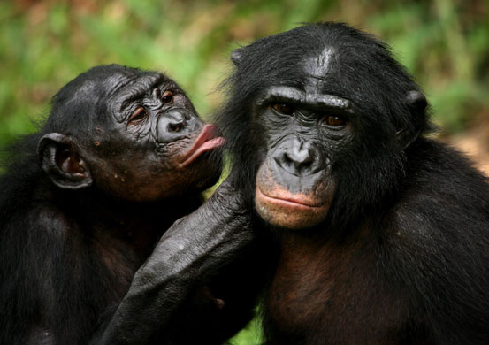 Imgenes bellas Cul te gusta ms? Bonobo-Apes-Bonobo-apes-g-002