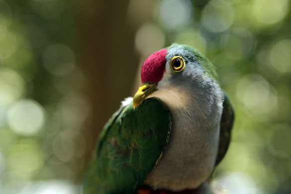 மனதை கொள்ளை கொள்ளும் புறாக்கள். A-Beautiful--Fruit-Dove-004