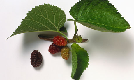 Living Off the Land: 52 Highly Nutritious, Wild-Growing Plants You Can Eat Stumped-Mulberry-tree-006