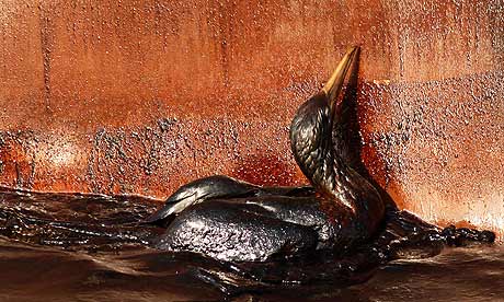 How 'bout that oil Bird-at-deepwater-horizon-006