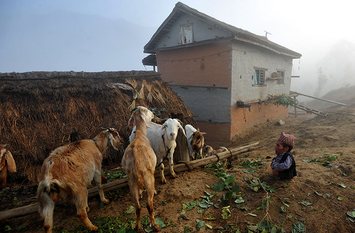 Un gran hombre minúsculo Dangi-looks-at-goats-at-h-003