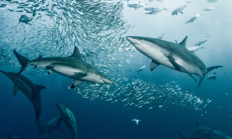 Florida beaches close as sharks invade coastal waters Sharks-blacktip-004