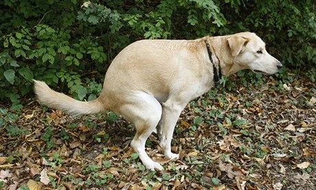 Los perros se alinean con el campo magnético terrestre para defecar Golden-Labrador-doing-her-009
