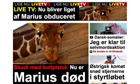 Danish zoo sparks outrage by killing healthy giraffe Marius-the-giraffe-009