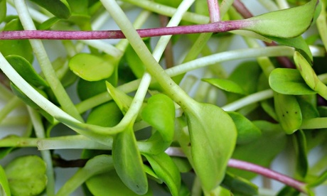 Eat shoots and small leaves: how to grow microgreens in winter A6aa46a9-e23a-4865-8d19-b21826ee95c2-460x276