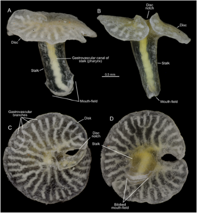 Creatures from Australian coast defy traditional biological classification 197f3634-9d54-4966-9fe2-c08c9a7a1991-389x420