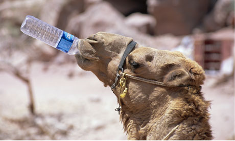 اعطي اللي بعدك اي حاجة من الـثلاجـــة Camel-drinking-Jordan-Pet-007