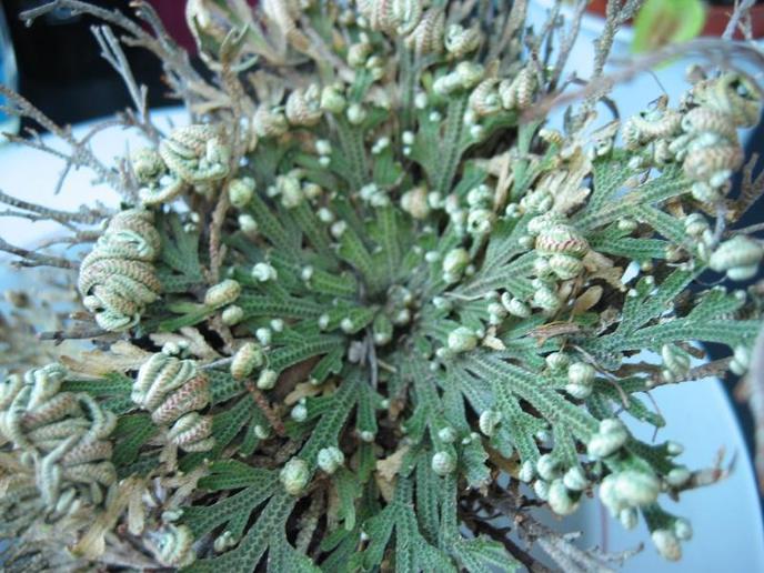 Plante Martine 17/04 - Bravo Ajonc W_selaginella-lepidophylla-gruen
