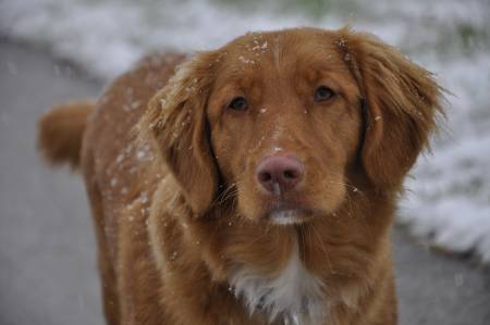 Novoškotski prinašalec - nova scotia duck tolling retriever 9c6dbd78faed26196b08d59dd437dabb