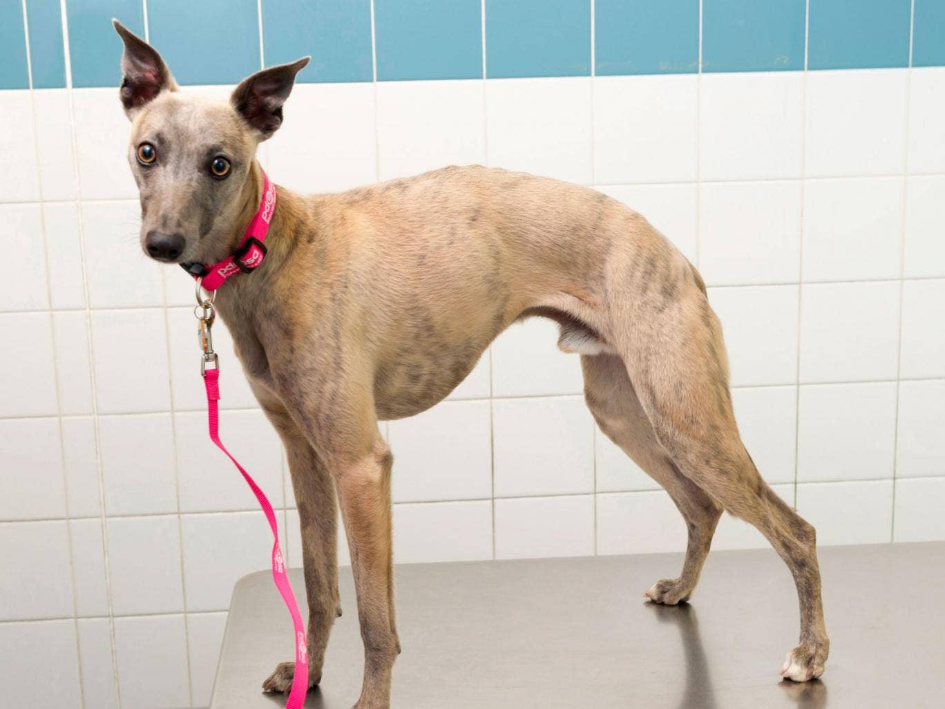 Whippet almost dies after eating bag of ecstasy tablets Whippetecstasy