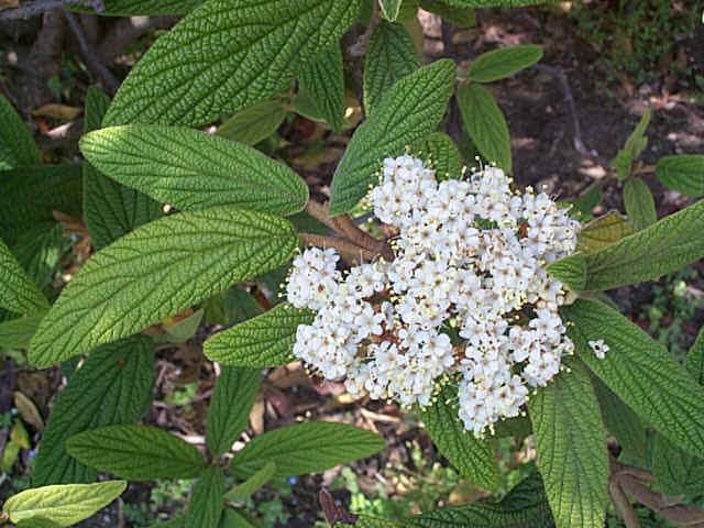 Semis de Viburnum Viburnumrhytidophyllum_1