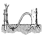 Essai de plantation d’un pied de vigne & de groseillier à maquereaux 17_1_t