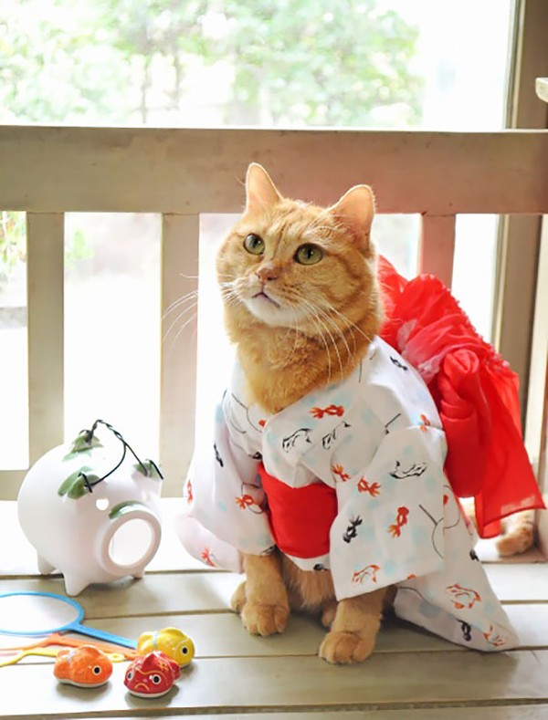 [NEKO CAFE] Ngộ nghĩnh với hình ảnh chú mèo trong trang phục Kimono 0_FNLL