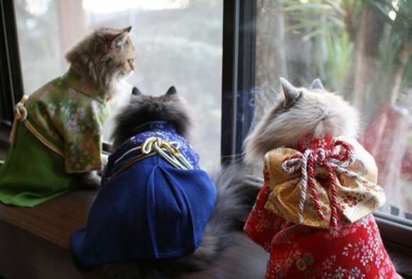 [NEKO CAFE] Ngộ nghĩnh với hình ảnh chú mèo trong trang phục Kimono 6_kpbg