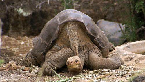 [Article] Darwin et les tortues géantes des Galapagos 800px-Lonesome_George_-Pinta_giant_tortoise_-Santa_Cruz