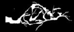 Ambient Black Metal / Atmospheric Black Metal 75017_logo