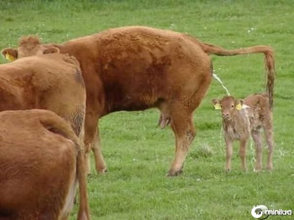 Coisas Engraçadas e Divertidas! - Página 6 052