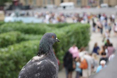 Sony Alpha 390 İnceleme WEB_a390-pigeon1290281716