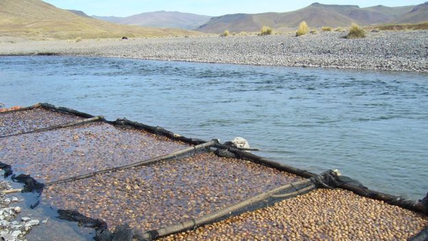 Chuño, el secreto milenario de Los Andes para lograr que una papa dure 20 años 1497380032-96426055ilave-tunta5