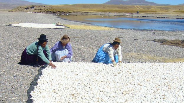 Chuño, el secreto milenario de Los Andes para lograr que una papa dure 20 años 1497380053-96426057ilave-tunta25