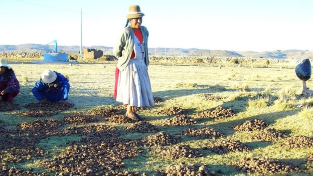 Chuño, el secreto milenario de Los Andes para lograr que una papa dure 20 años 1497380094-96425968acora-chuo8