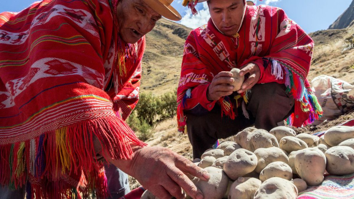 Chuño, el secreto milenario de Los Andes para lograr que una papa dure 20 años 1497379808-96425962chunoblancocreditbbcfleurbone