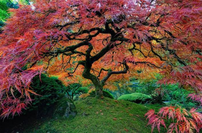 Most Amazing trees around the globe 94895-large-499415