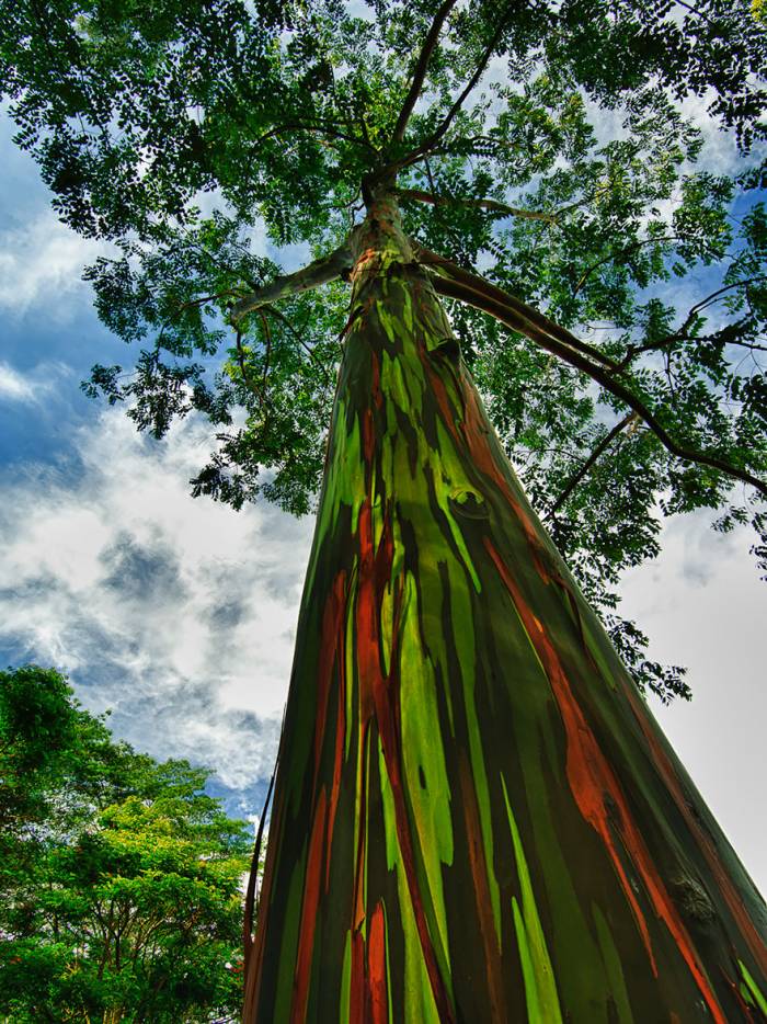 Most Amazing trees around the globe 94895-large-499420