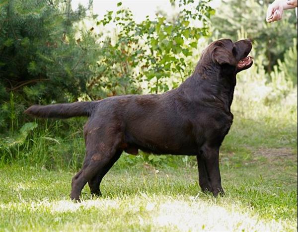 Bekijk een karakter blad Prachtige-choc-bruine-labrador-reu-ter-dekking1