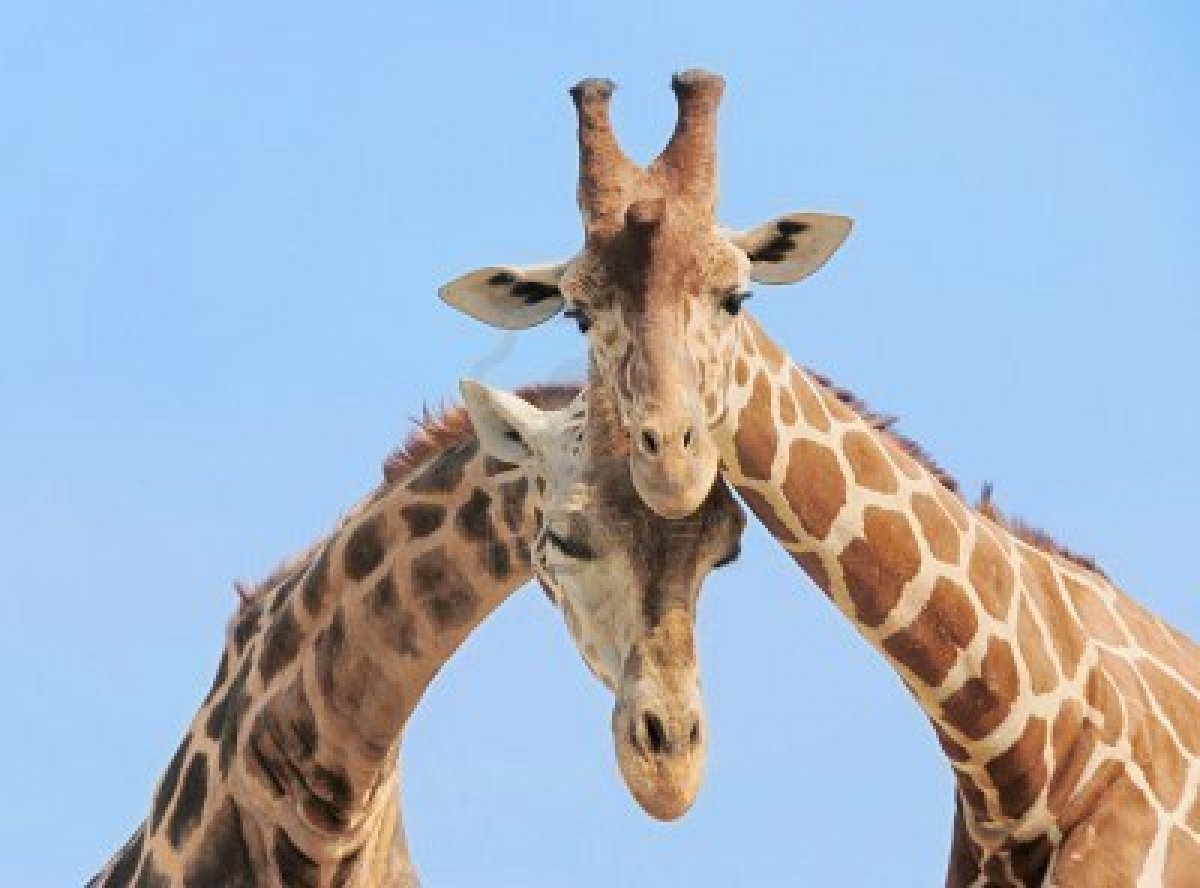 Tiny chat anyone?  - Page 40 Tumblr_static_3671921-giraffe-couple-in-love-with-blue-sky-on-background